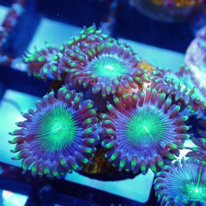 Alien Eye Zoa Frag (3+ polyps)Gr15