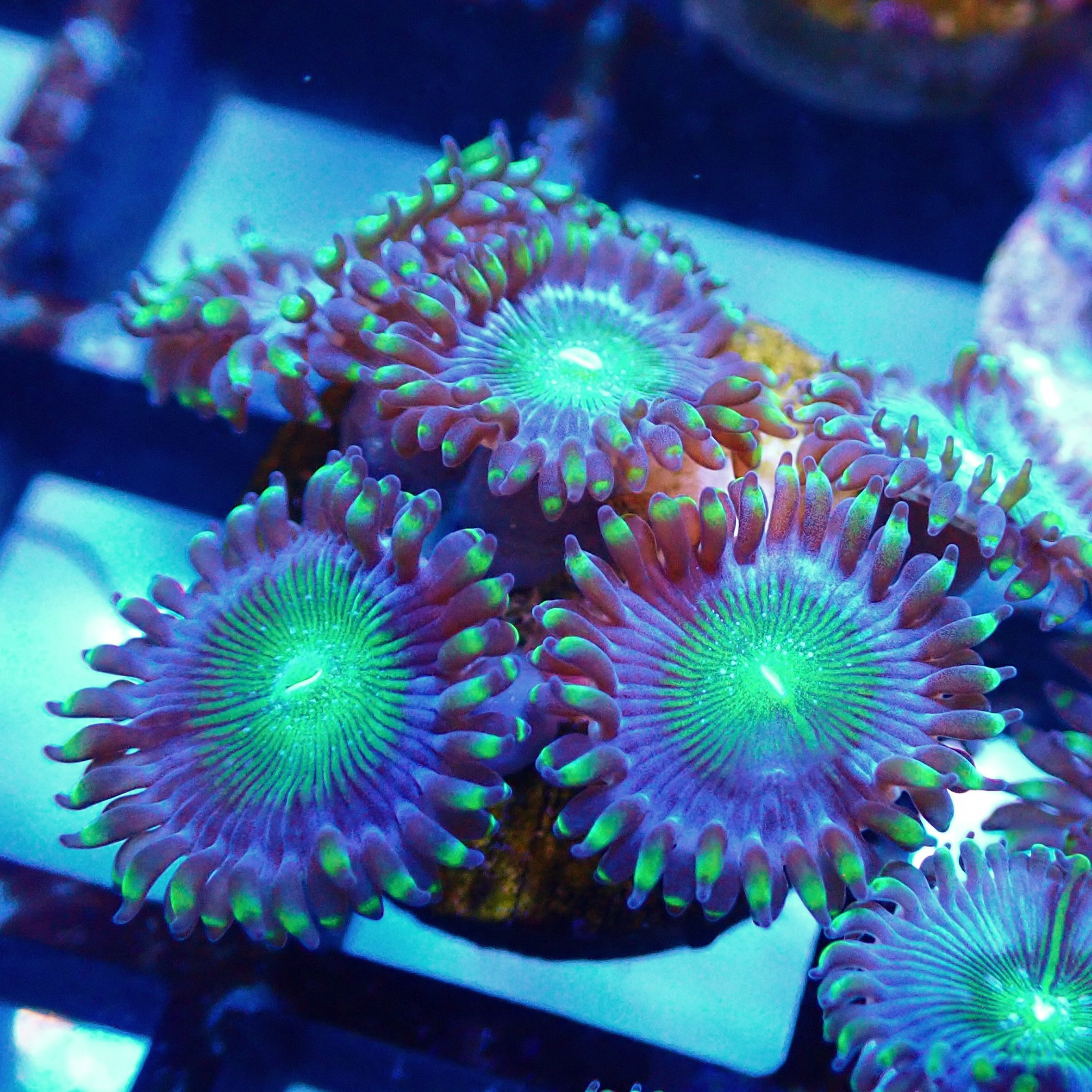 Alien Eye Zoa Frag (3+ polyps)Gr15