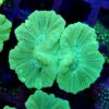 Candy Cane Mint Green Coral