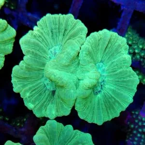 Candy Cane Mint Green Coral