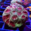 CB Cherry Blosson Favia (Frag)