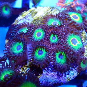 Bob Marley Zoas (5+polyps)