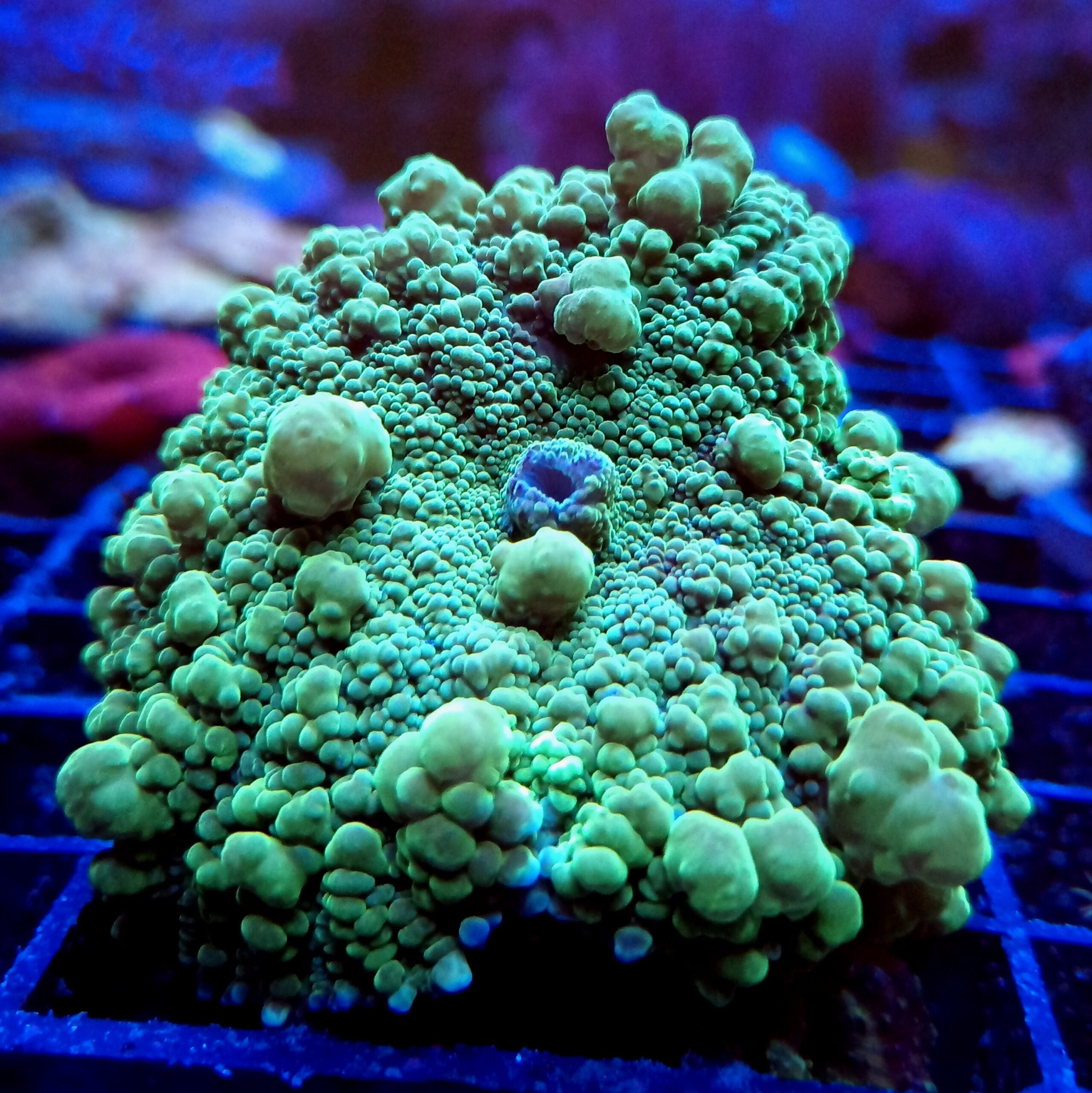 Large Toxic Green Rhodactis (potential bounce) Mushroom. WYSIWYG