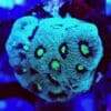 CB Special Metallic Green Eye Favia (frag)