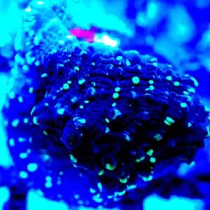 Terminator Chalice (Frag)