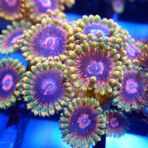 Corals up to £100