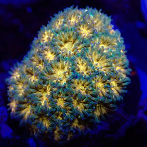 Corals up to £50