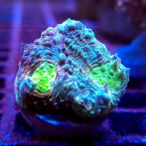 Acans