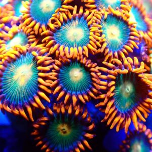 Zoanthids