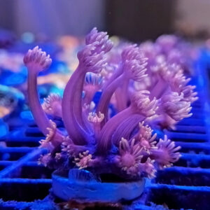 Goniopora & Alvepora