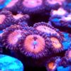 Bloodsucker Zoa Frag (3+ Polyps) Gr13
