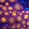 Pandora Zoa Frag 5+ Polyps Gr5