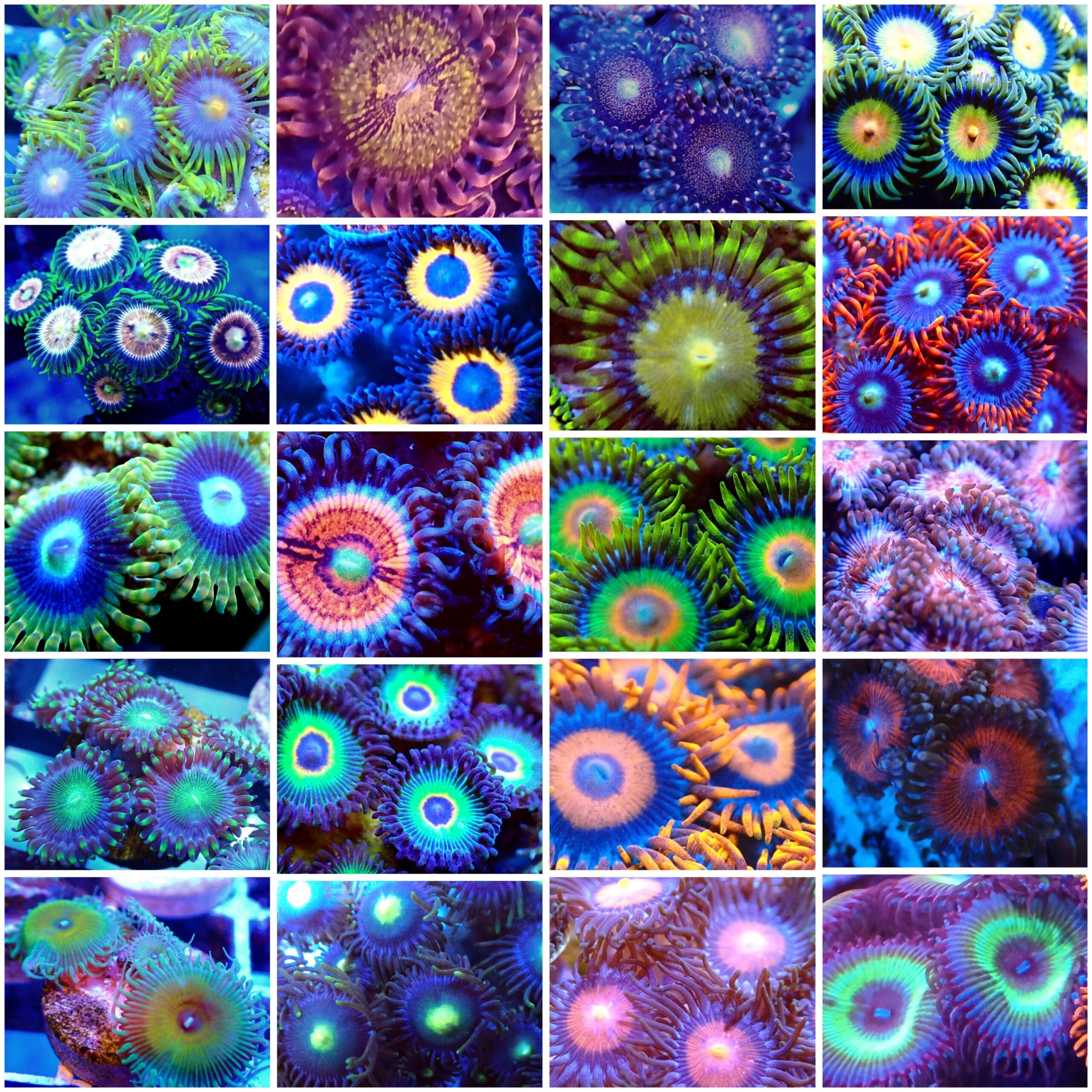Zoa Pack 2 (8 different coloured zoa frags)