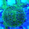 Toxic Green & Blue Cyphastrea RD325