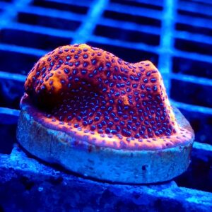 Reverse Superman Montipora 43