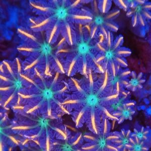 Firework Clove Polyp (average 3 polyps)