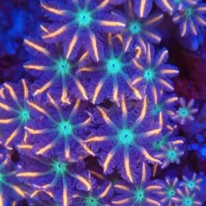 Firework Clove Polyp (average 3 polyps)