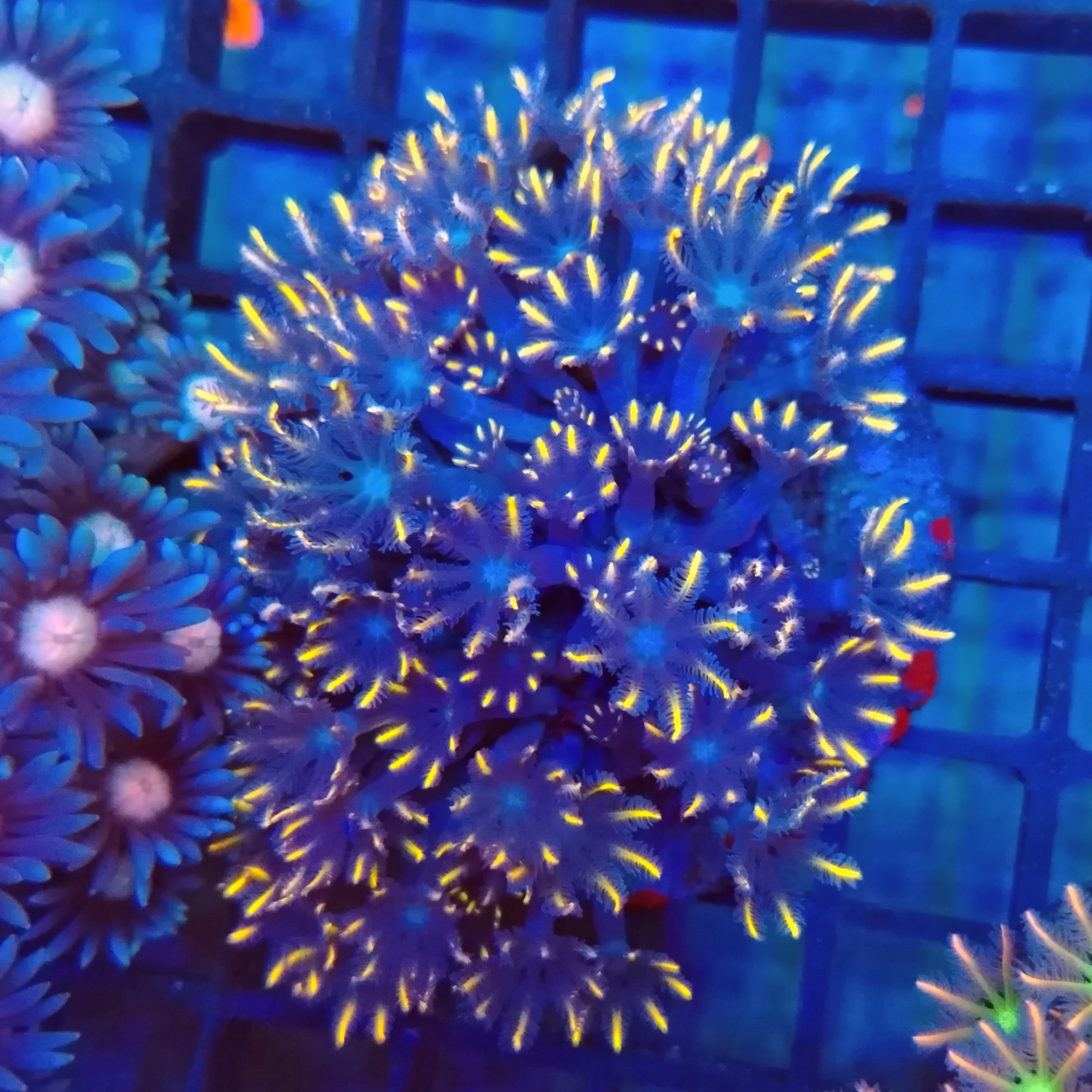 Beautiful Clove Polyp full colony  (WYSIWYG)