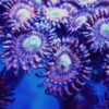 Playboy Bunny Zoa (7+ polyps) Gr23