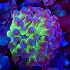 Reverse Green & Purple Hammer Branching | LPS Coral double head