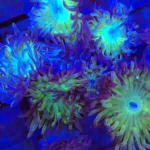 Australian Green stem, Green and Blue Duncan LPS Coral