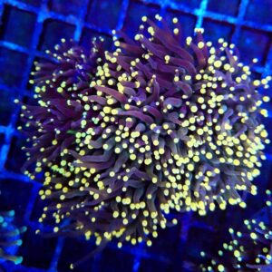 Peach Tip Atomic Torch Coral