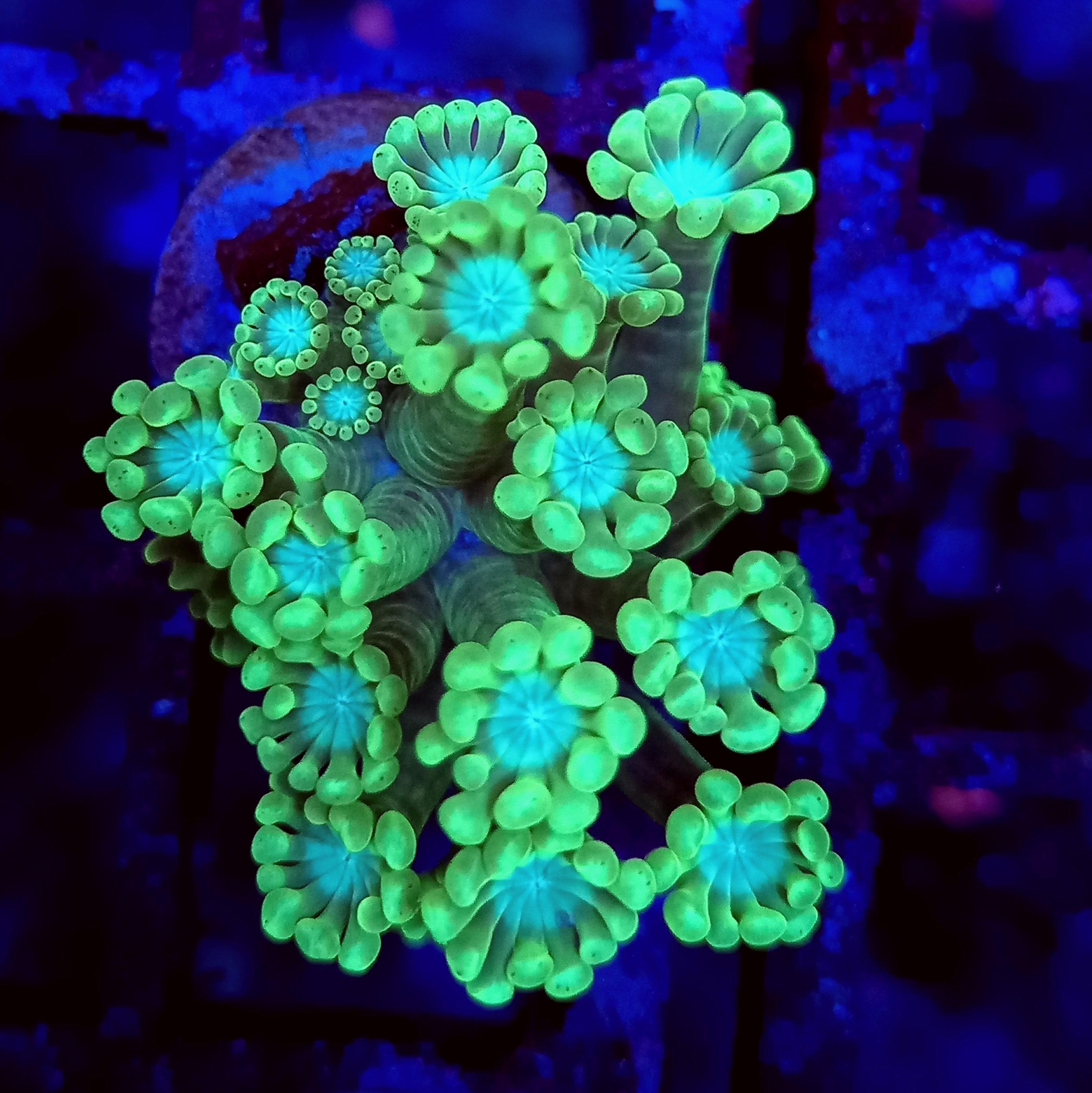 Alvepora Lime/Blue Two-Tone