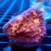 Lava Flow Chalice | LPS