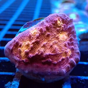 Lava Flow Chalice | LPS