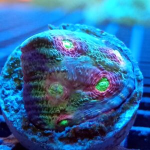 CB Alien Eye Chalice | LPS