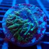 Blue and Green Fungia Plate Coral | LPS