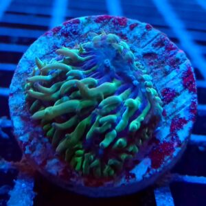 Blue and Green Fungia Plate Coral | LPS