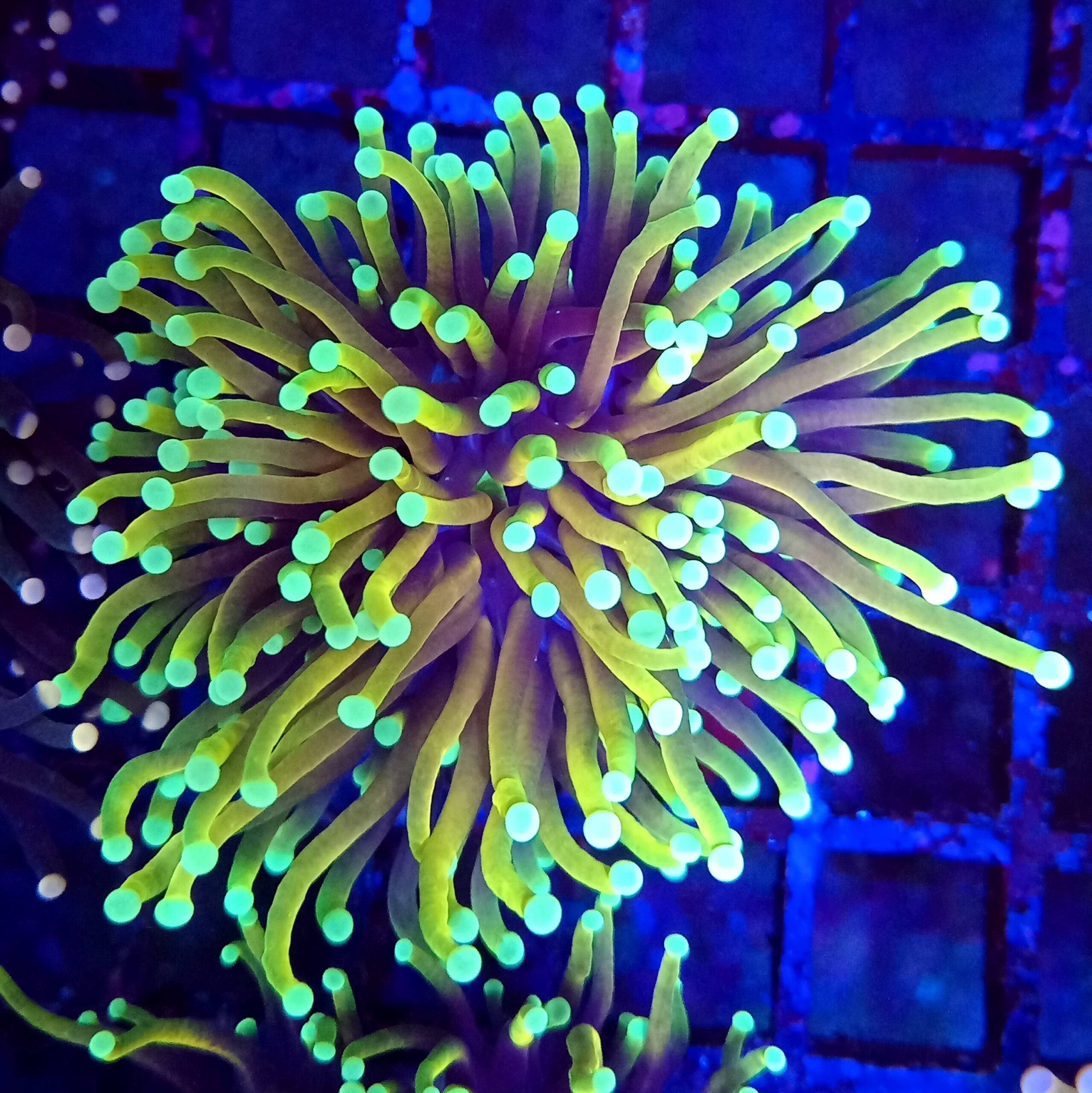 HD Hellfire Torch Coral.