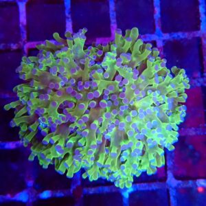 Australian Buzz Lightyear Branching Frogspawn