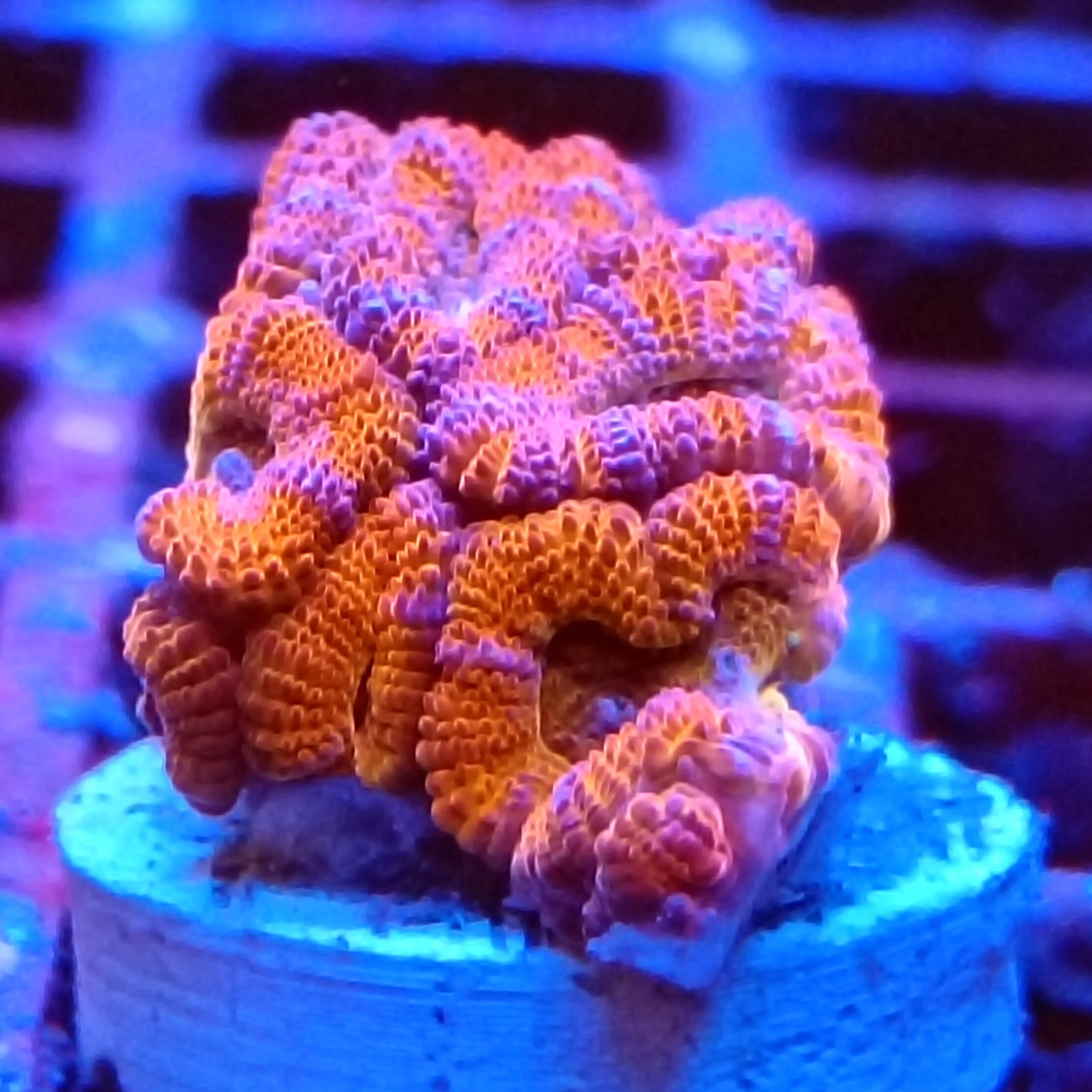 Small-Head Tri-Colour Acanthastrea Micromusssa Frag
