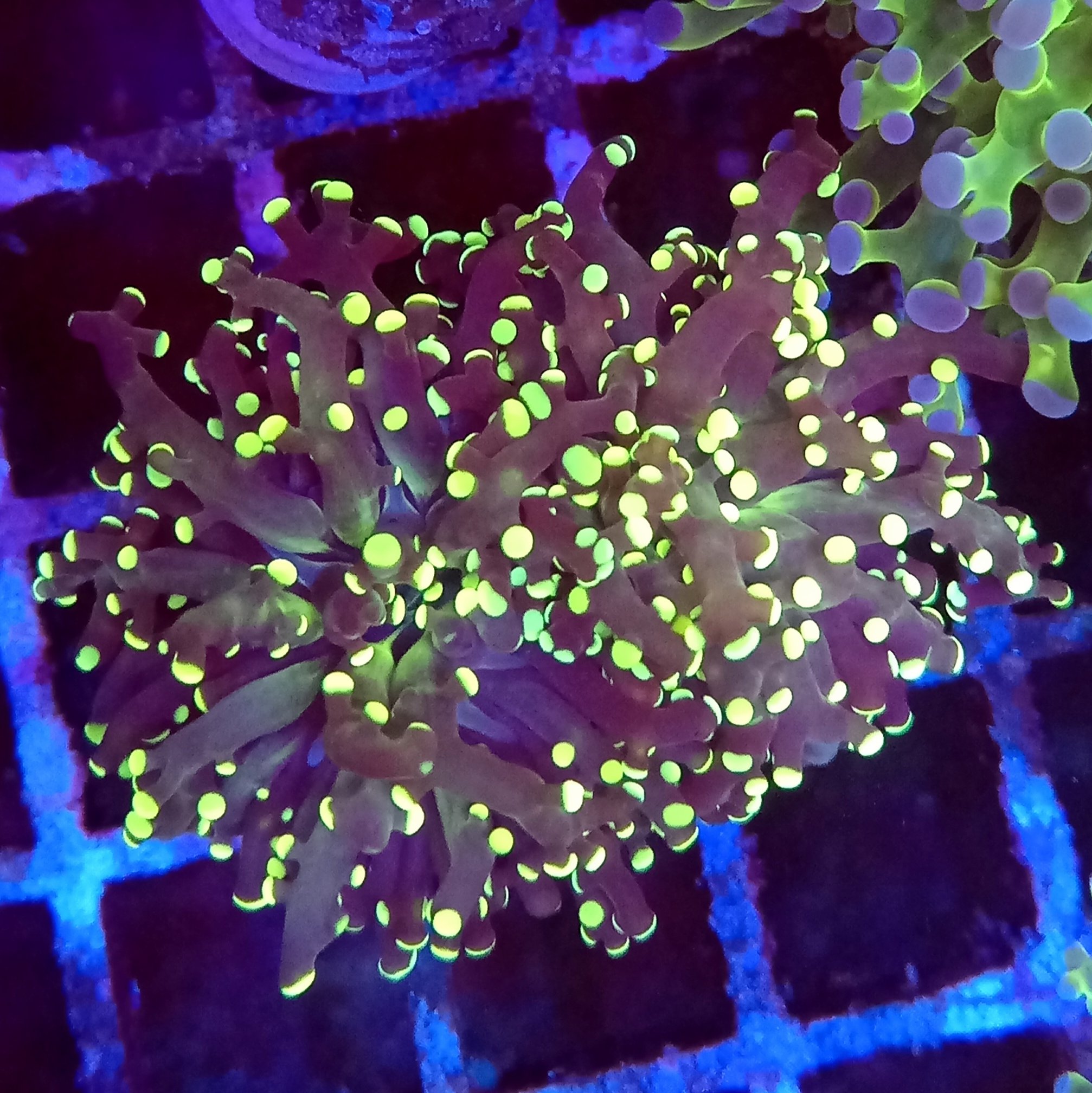Black and Yellow Branching Frogspawn