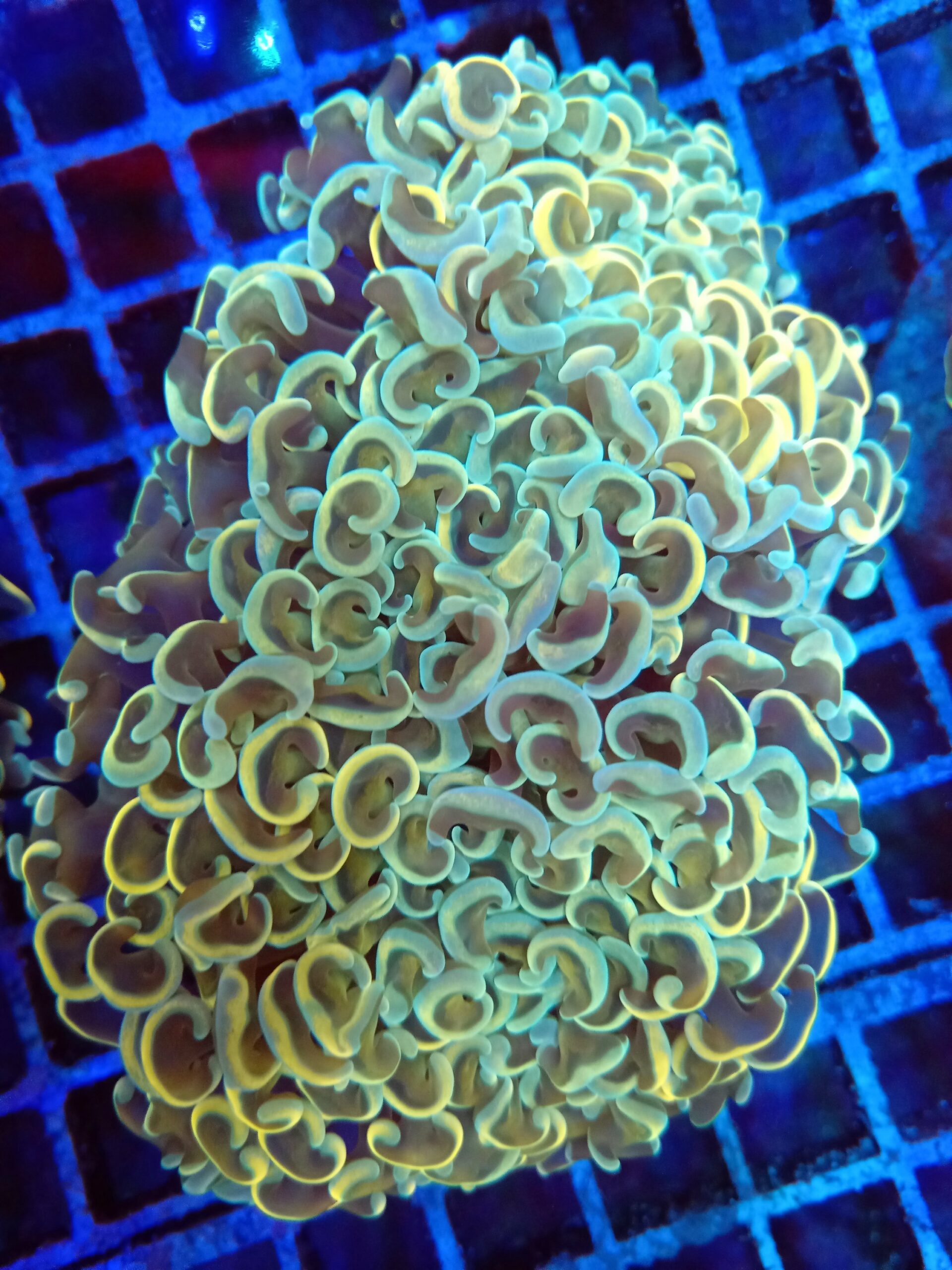 Stunning Rainbow Wall Hammer