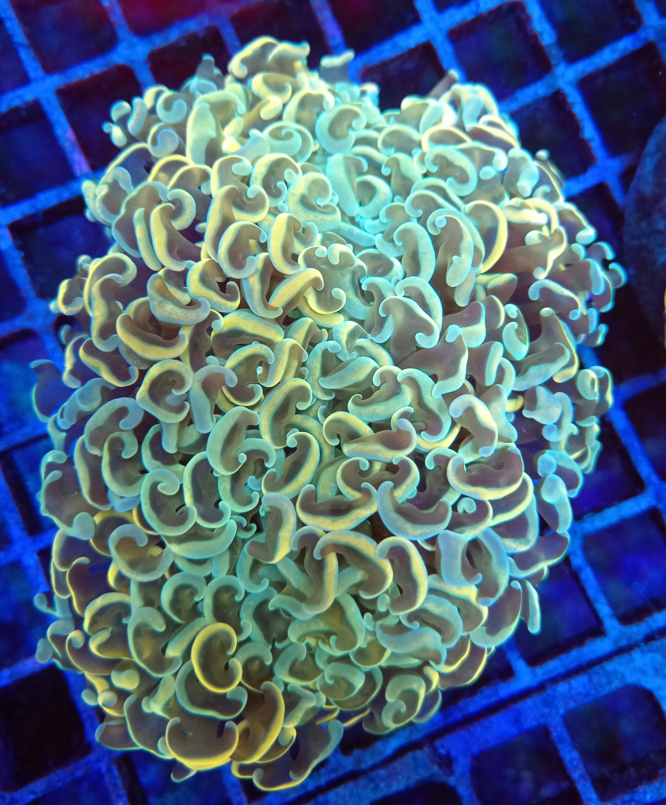 Stunning Rainbow Wall Hammer