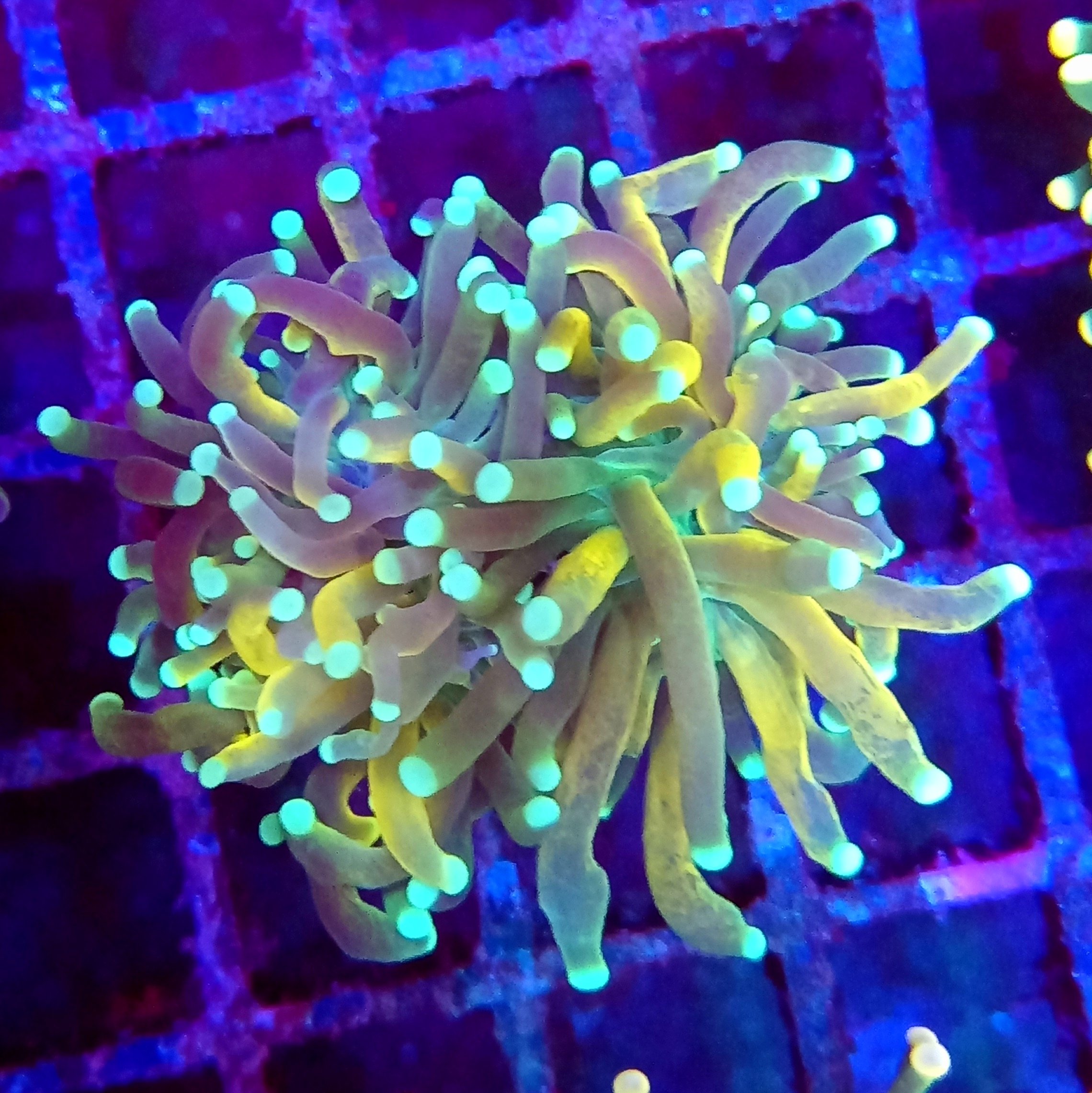 Gold Tiger Torch ( Branching Glab) WYSIWYG