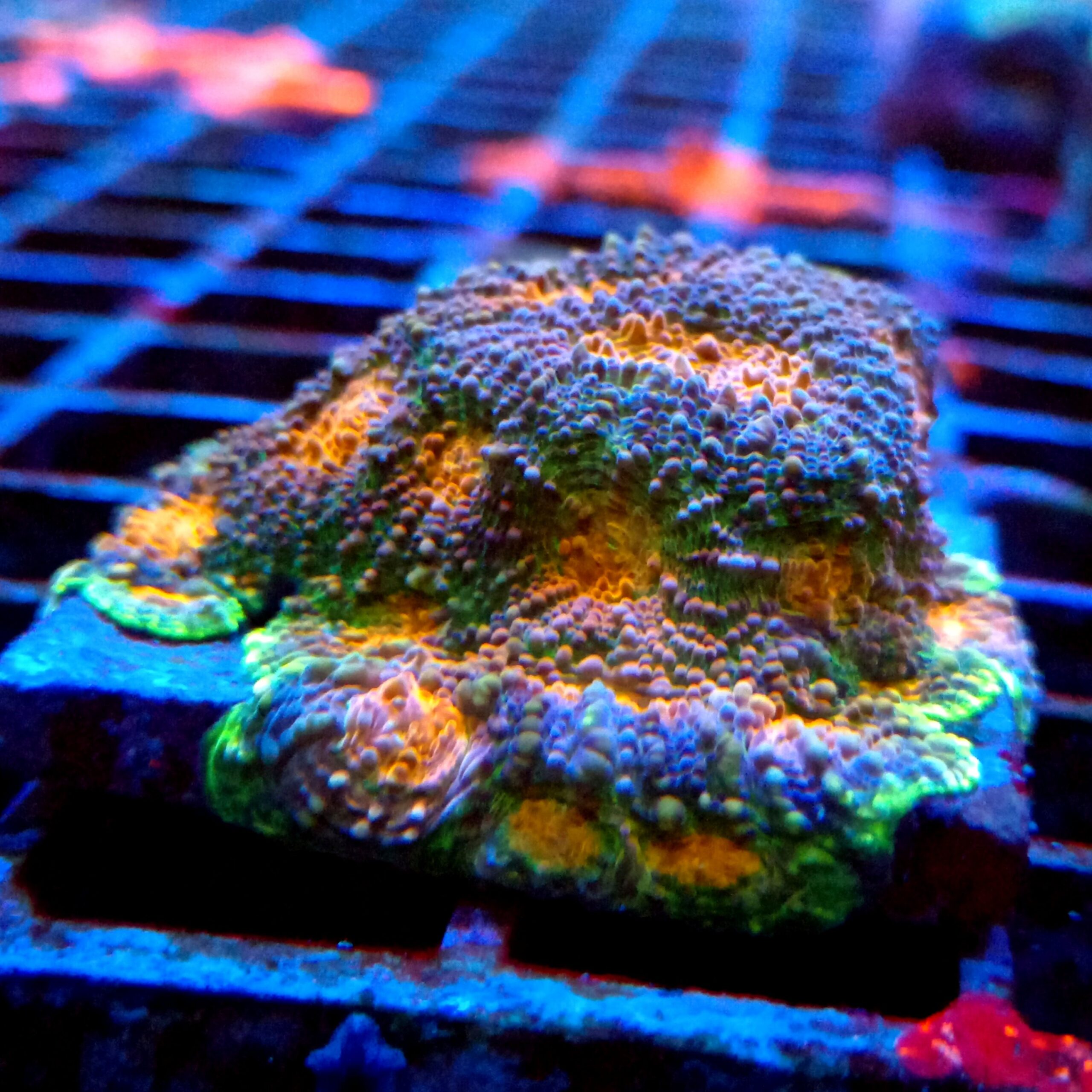 Master Grade Rainbow Acanthastrea Echinata WYSIWYG