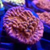 Mean Streak Montipora