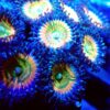 Sunny D Zoa Gr25