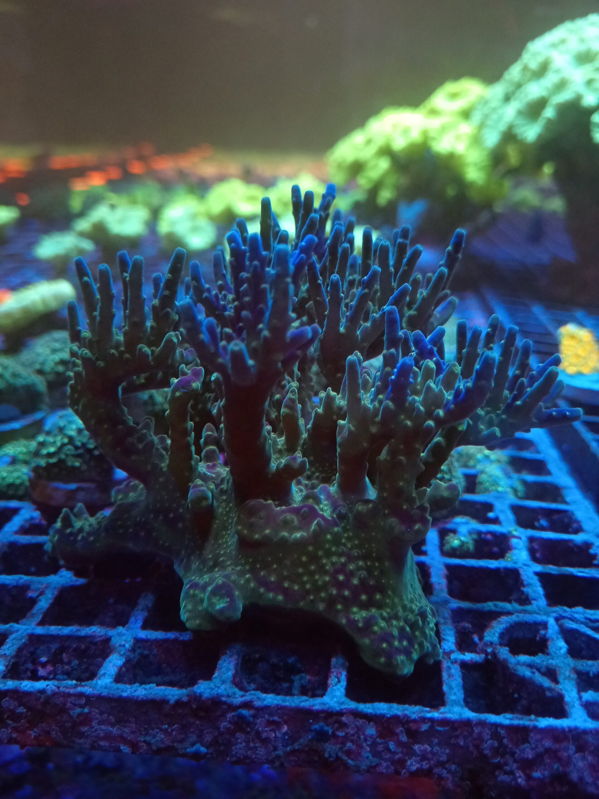 Green and Blue Branching Montipora - Image 2