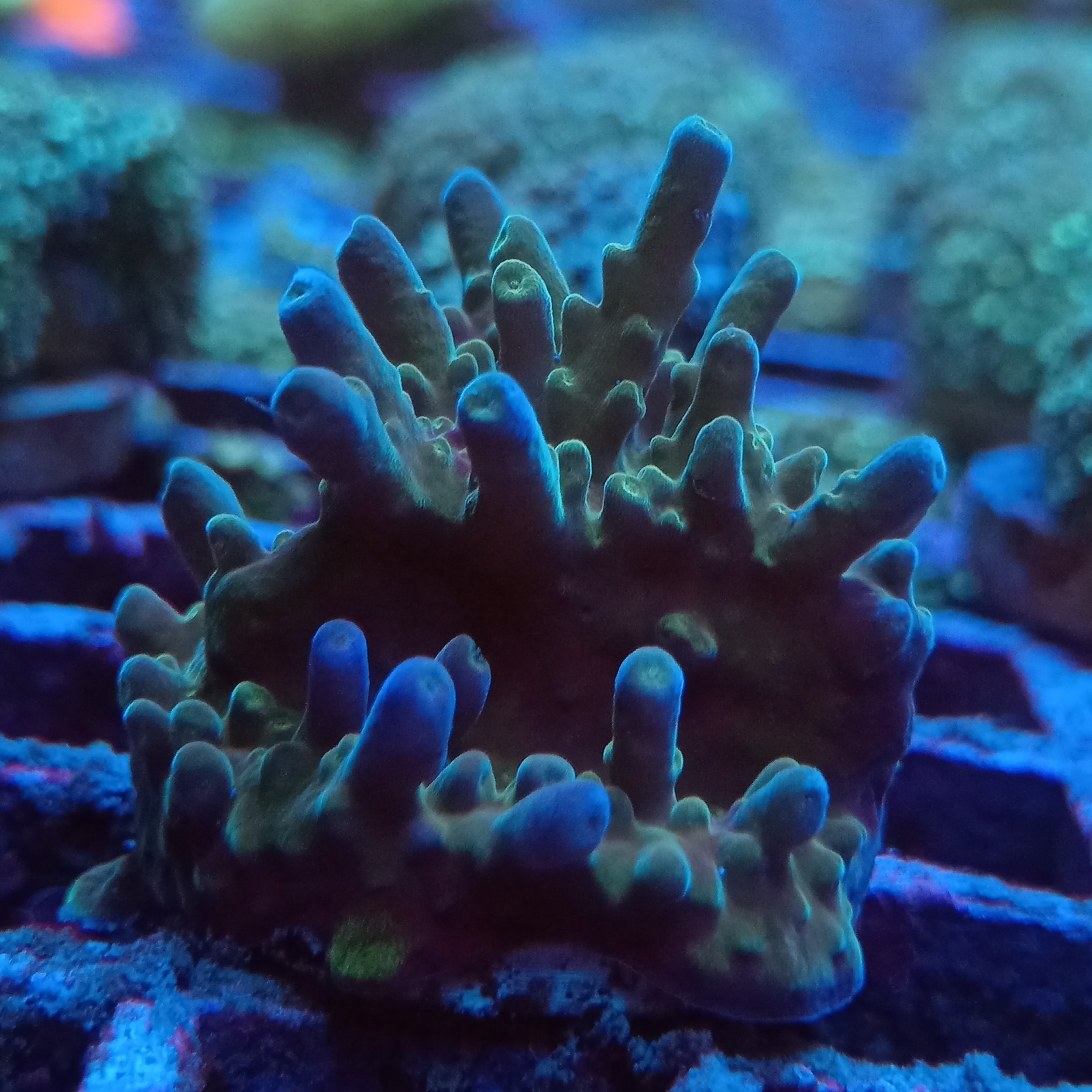 Green and Blue Branching Montipora