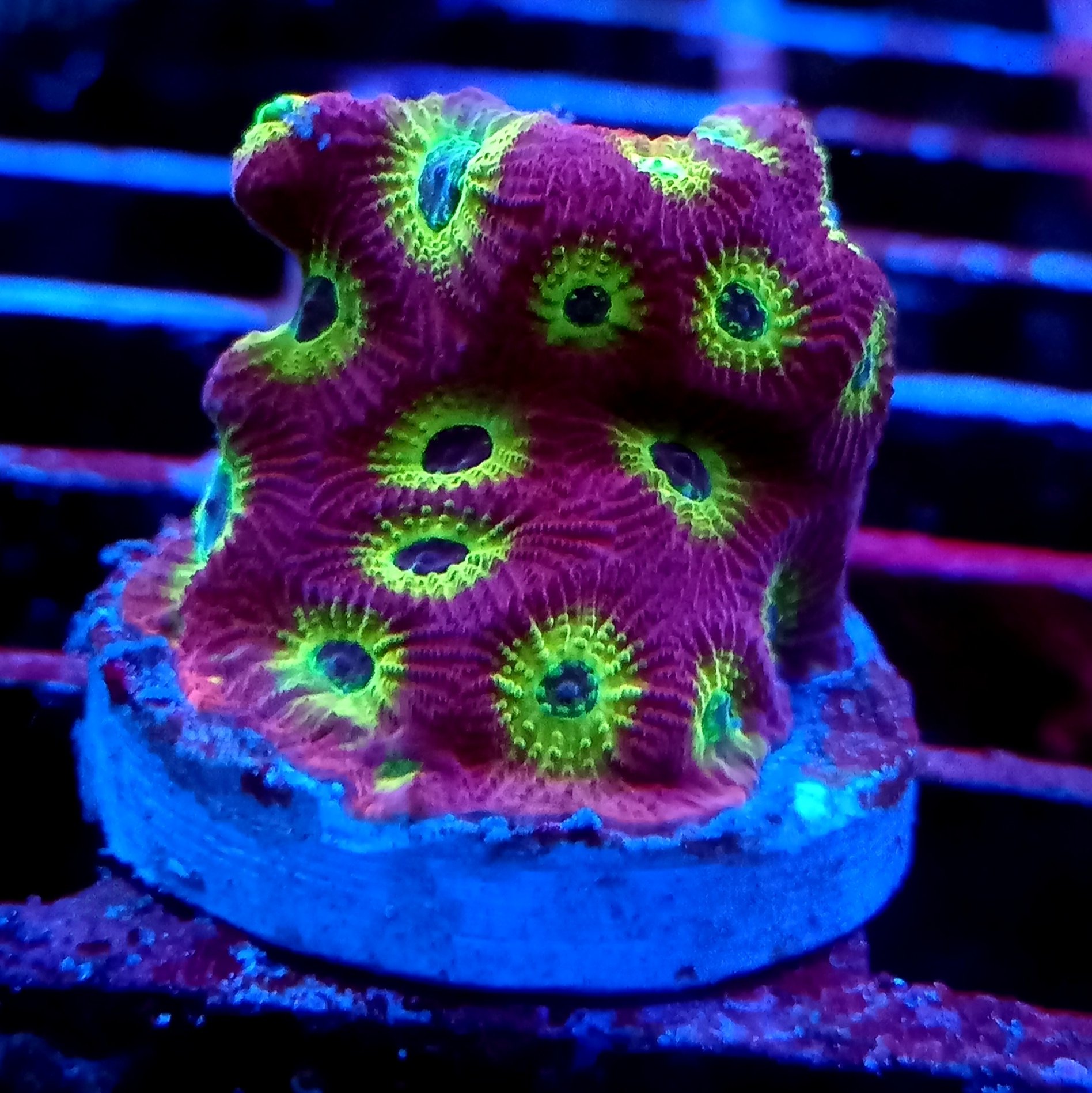 Jason Fox Sector 001 Favia
