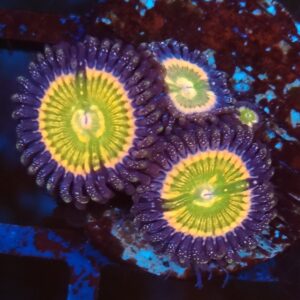 Sunny D Zoa Gr25