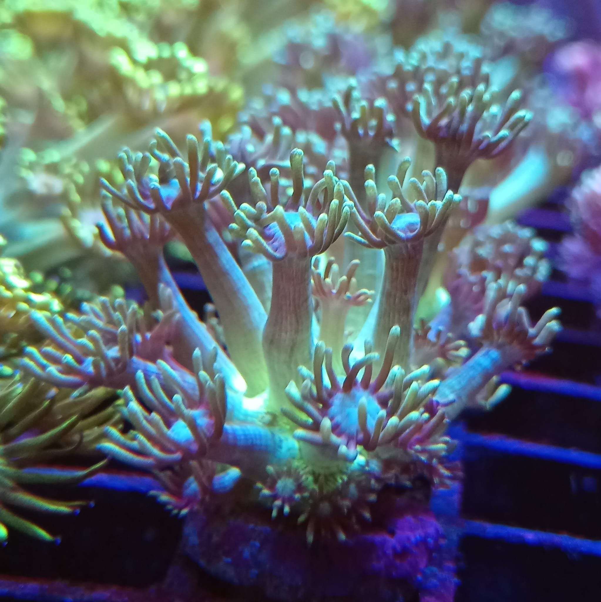 Mint and Blue Goniopora