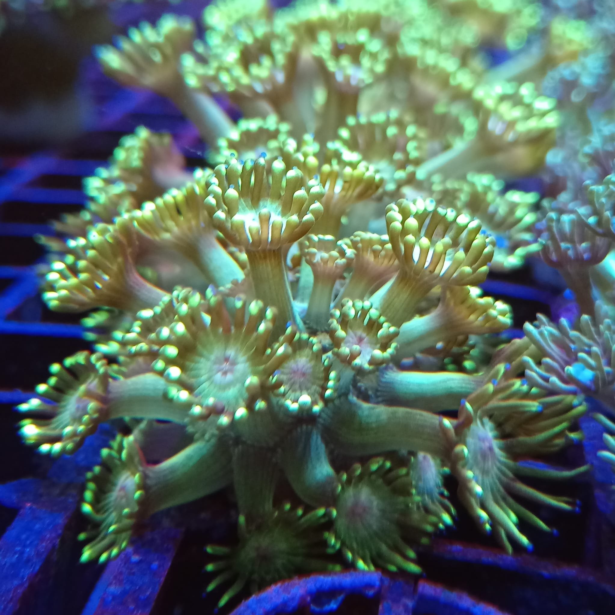 Lime Goniopora