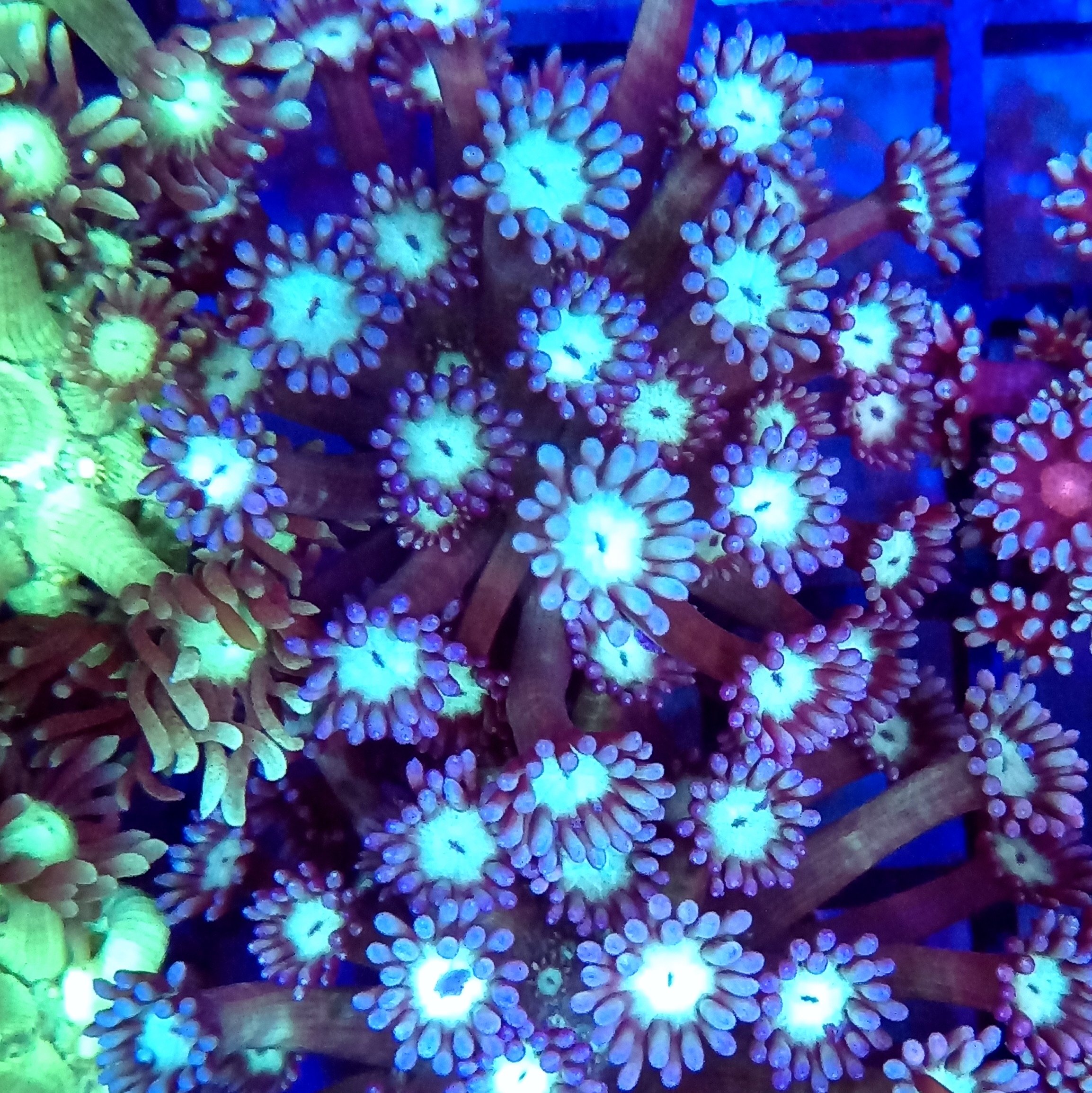 Blue Goniopora with Green Centre