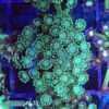 Mint Alveopora